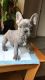 French Bulldog Puppies for sale in Hemet, CA, USA. price: $3,900