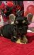French Bulldog Puppies for sale in MA-110, Methuen, MA, USA. price: $3,500