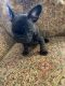 French Bulldog Puppies for sale in Bellevue, NE, USA. price: NA
