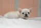 French Bulldog Puppies for sale in Irving, TX, USA. price: $500