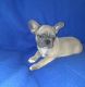 French Bulldog Puppies for sale in Temple, TX, USA. price: $750