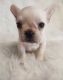 French Bulldog Puppies for sale in Temple, TX, USA. price: $900