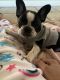 French Bulldog Puppies for sale in Lee's Summit, MO, USA. price: NA
