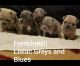 French Bulldog Puppies for sale in Temecula Pkwy, Temecula, CA, USA. price: NA