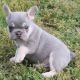 French Bulldog Puppies for sale in Lincoln, NE, USA. price: $2,000