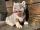 French Bulldog Puppies for sale in Lincoln, NE, USA. price: $800