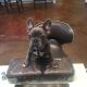 French Bulldog Puppies for sale in Lincoln, NE, USA. price: $1,150