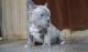 French Bulldog Puppies for sale in Lewiston, ME, USA. price: $700
