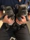 French Bulldog Puppies for sale in Parkersburg, WV, USA. price: $950
