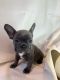 French Bulldog Puppies for sale in Noe Valley, San Francisco, CA, USA. price: NA