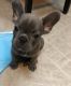 French Bulldog Puppies for sale in Valley Glen, CA 91405, USA. price: NA