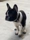 French Bulldog Puppies for sale in Inglewood, CA 90302, USA. price: $4,500