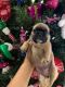 French Bulldog Puppies for sale in Stuart, FL, USA. price: $3,500