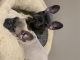 French Bulldog Puppies for sale in NM-14, Santa Fe, NM, USA. price: $3,000
