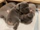 French Bulldog Puppies for sale in NM-14, Santa Fe, NM, USA. price: NA