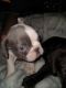 French Bulldog Puppies for sale in Peoria, AZ, USA. price: $2,000