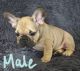 French Bulldog Puppies for sale in Cottage Grove, MN 55016, USA. price: NA