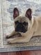 French Bulldog Puppies for sale in Wake Forest, NC 27587, USA. price: NA