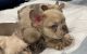 French Bulldog Puppies for sale in Lakewood, CA, USA. price: NA