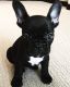 French Bulldog Puppies for sale in Boston Ave, Medford, MA 02155, USA. price: $500