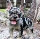 French Bulldog Puppies for sale in Birmingham, AL, USA. price: $1,000