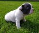 French Bulldog Puppies for sale in Michigan - Martin, Detroit, MI 48210, USA. price: NA