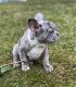French Bulldog Puppies for sale in Cliffside Park, NJ, USA. price: $6,000
