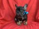 French Bulldog Puppies for sale in Hacienda Heights, CA 91745, USA. price: $1,999