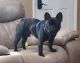 French Bulldog Puppies for sale in Searcy, AR, USA. price: NA