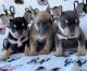 French Bulldog Puppies for sale in 29 Elk St, Albany, NY 12207, USA. price: NA