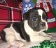 French Bulldog Puppies for sale in Detroit, MI, USA. price: $1,500