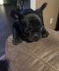 French Bulldog Puppies for sale in Fort Collins, CO, USA. price: NA