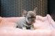 French Bulldog Puppies for sale in 440 W 114th St, New York, NY 10025, USA. price: NA