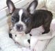 French Bulldog Puppies for sale in Chesapeake, VA, USA. price: $560