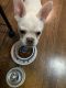 French Bulldog Puppies for sale in 7725 S Kingston Ave, Chicago, IL 60649, USA. price: NA