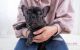 French Bulldog Puppies for sale in Daytona Ave, Windsor, ON, Canada. price: $550