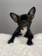 French Bulldog Puppies for sale in Jackson Heights, Queens, NY, USA. price: NA