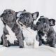French Bulldog Puppies for sale in California Ave, Windsor, ON, Canada. price: NA