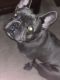 French Bulldog Puppies for sale in Clayton, OH, USA. price: NA
