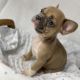 French Bulldog Puppies for sale in Camden, NJ, USA. price: $500