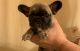 French Bulldog Puppies for sale in Staten Island, NY, USA. price: $3,200