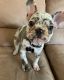 French Bulldog Puppies for sale in Middleport, PA, USA. price: $1