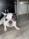 French Bulldog Puppies for sale in Cypress, TX, USA. price: $3,500