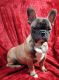 French Bulldog Puppies for sale in Poughkeepsie, NY, USA. price: $3,000