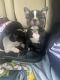 French Bulldog Puppies for sale in Pompton Lakes, NJ, USA. price: $2,600