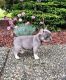 French Bulldog Puppies for sale in Utica, NY, USA. price: NA