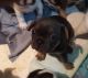 French Bulldog Puppies for sale in Twentynine Palms, CA 92277, USA. price: NA