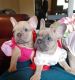 French Bulldog Puppies for sale in San Angelo, TX, USA. price: NA