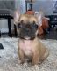 French Bulldog Puppies for sale in Lovelock, NV 89419, USA. price: NA