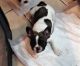 French Bulldog Puppies for sale in Twentynine Palms, CA 92277, USA. price: NA